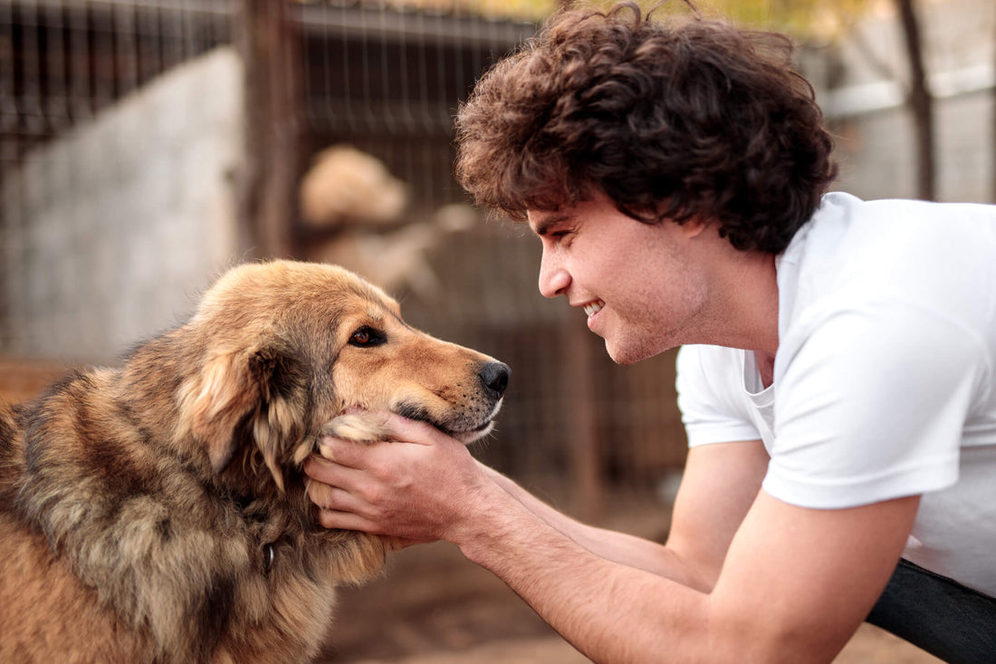 The Cost of Adoption: What to Expect When Rescuing Pets