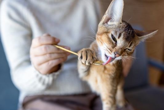 What Is the Best Kind of Fish Oil For Dogs and Cats?