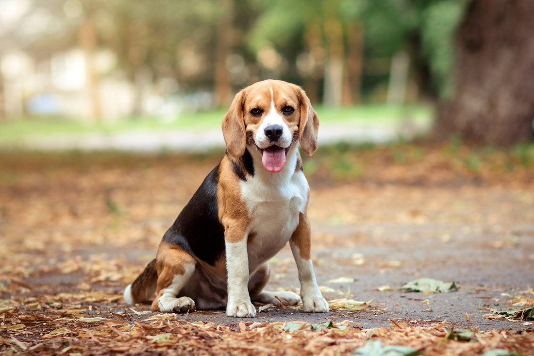 Finding the Perfect Dog Breed for Your Family