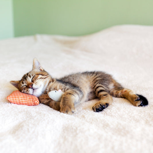 Help Your Kitten Grow into a Healthy Cat