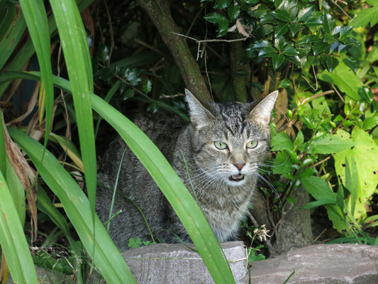 7 Signs Your Cat Can't Breathe Properly
