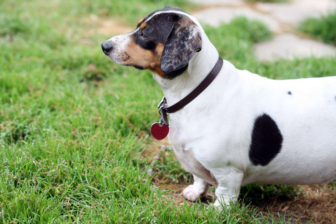 4 Steps to Helping a Chubby Dog Lose Weight