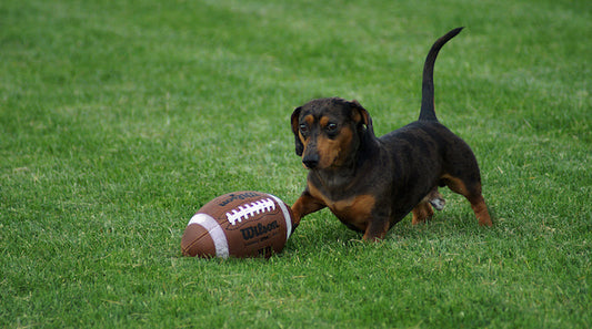NFL Star Pays Adoption Fees For 46 Animals At Baltimore Shelter