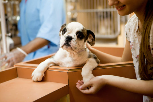 8 Questions You Need to Ask When Adopting a Rescue Dog