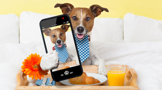 Pets Are Getting Their Own Luxury Hotels And...Homes?