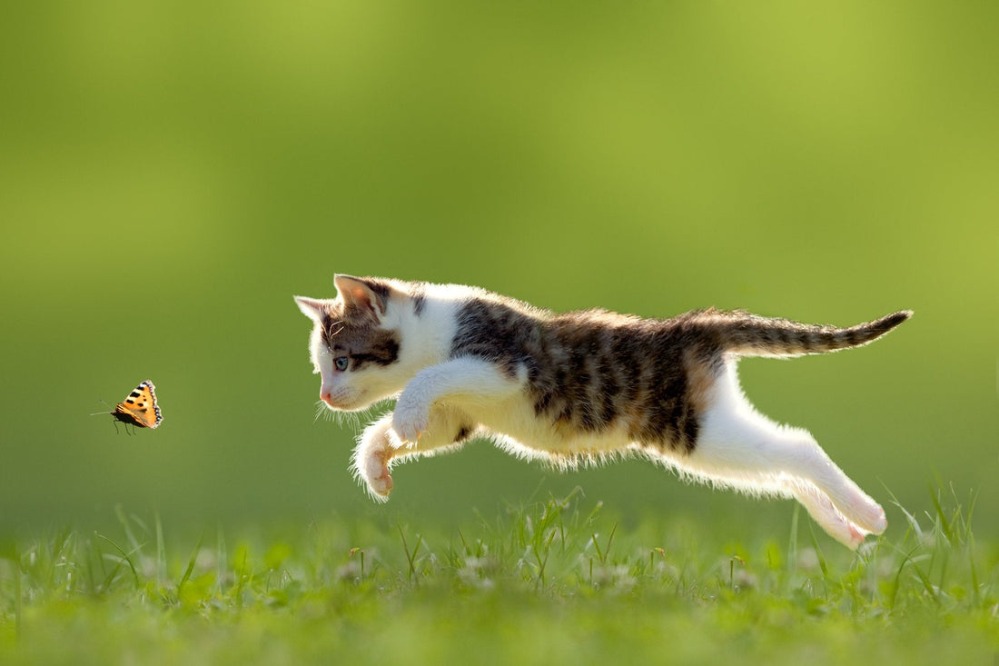 5 Insects That Are Harmful to Pets