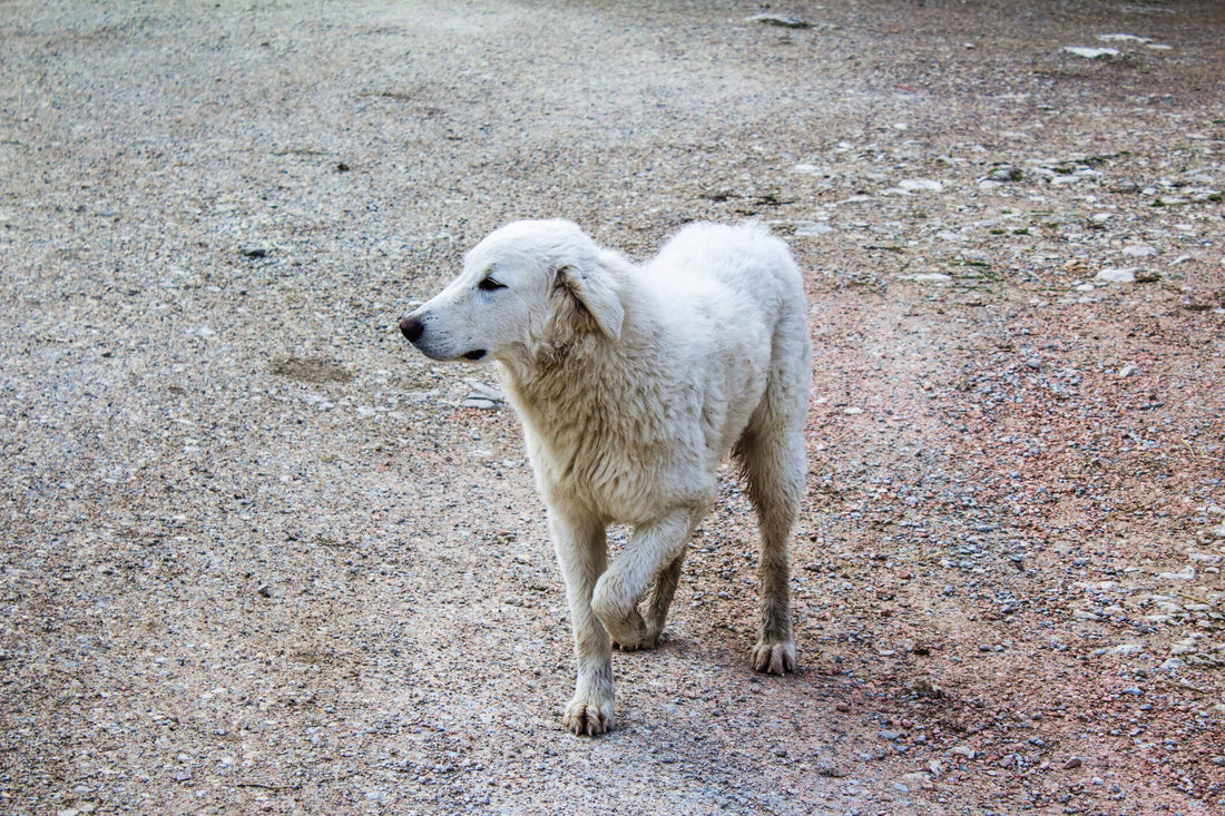 Spot the Signs of Muscle Strain in Your Energetic Dog
