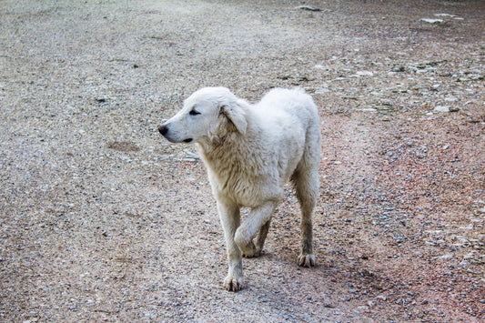 Could My Dog's Joint Pain be Lyme Disease?