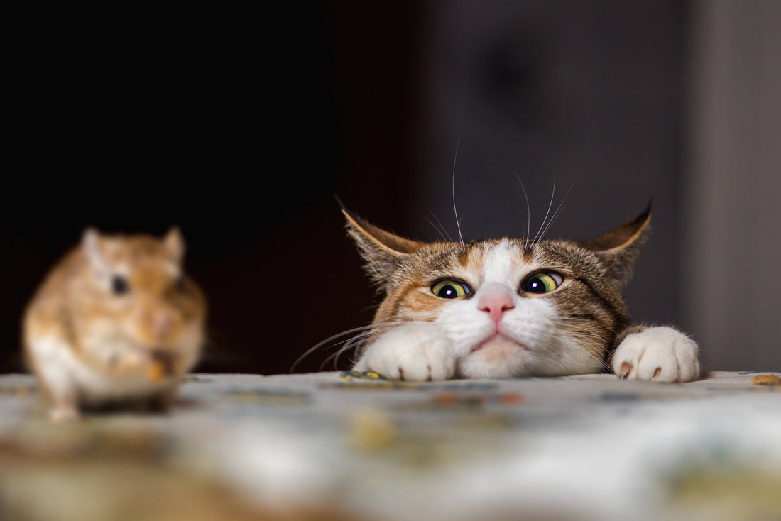 Warbles Infection in Cats: How Rodent Hunters Become Unwitting Hosts!