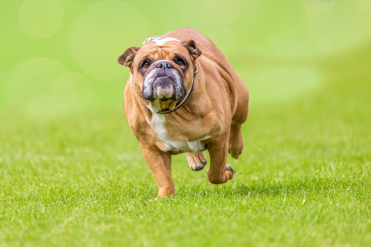 5 Dangers of Obesity in Dogs