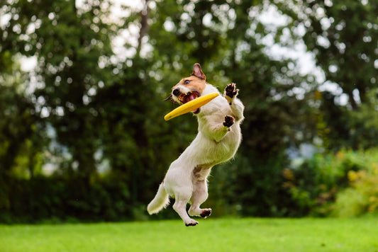 The Link Between Gut Health and Joint Pain in Dogs