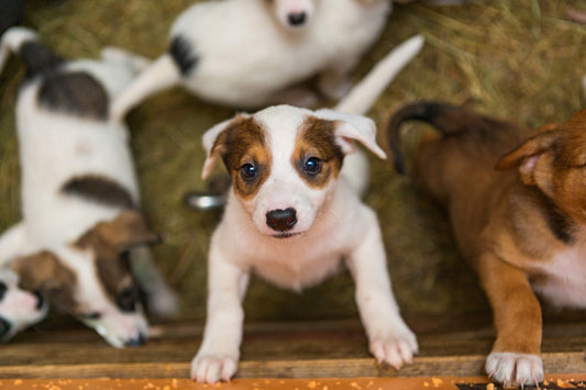Why You Should Consider Breed-Specific Pet Rescues