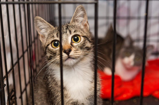 Why Rescuing a Cat is the Best Way to Adopt