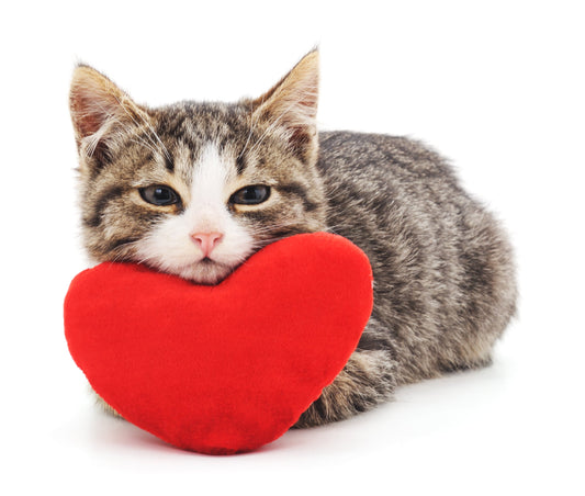 Learn How to Detect Your Cat's Heart Problem Early