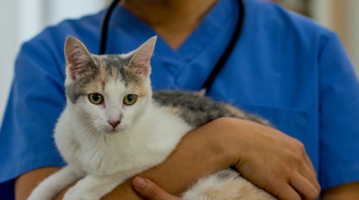 This Program Might Have Found A Way To Keep Your Pet Calm At The Vet