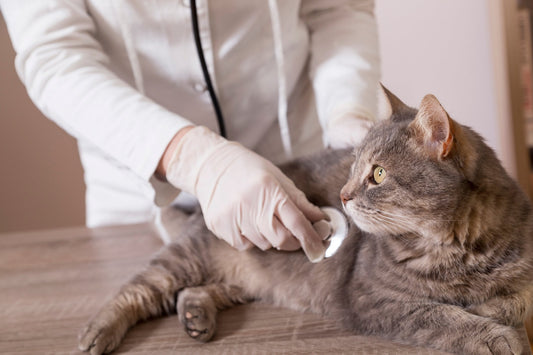10 Steps to a DIY At-Home Pet Exam