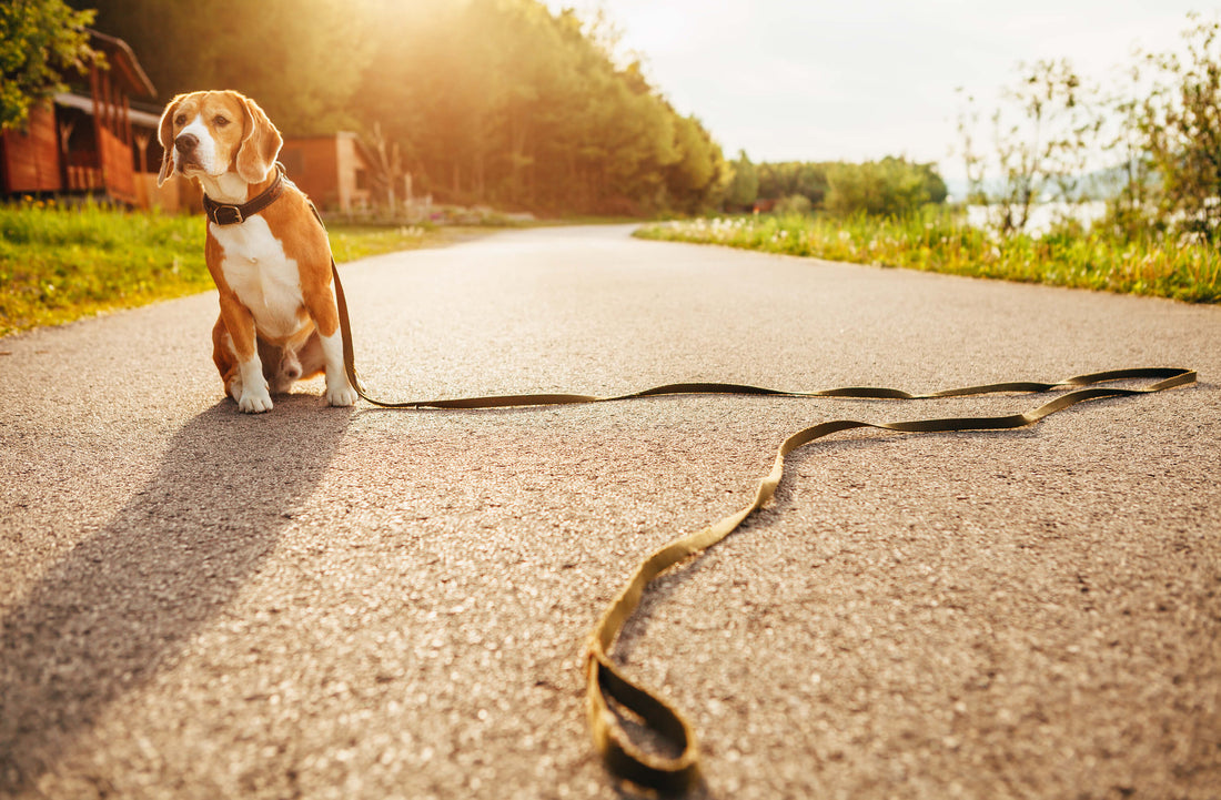How to Keep Your Pet From Getting Lost or Stolen!