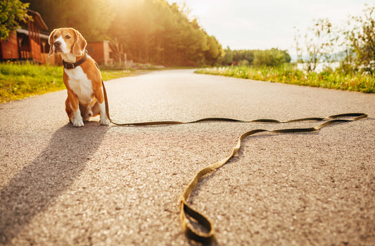 How to Keep Your Pet From Getting Lost or Stolen!