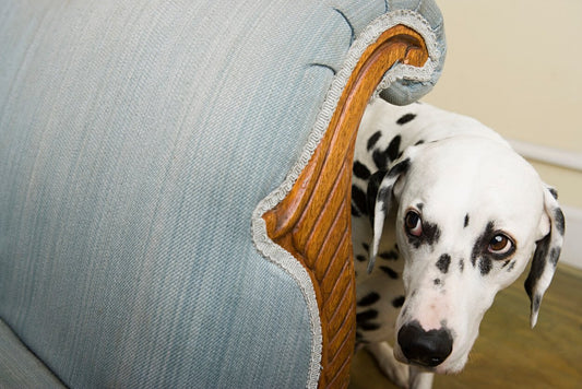 4 Common Triggers for Rescue Pets and How to be Mindful of Them
