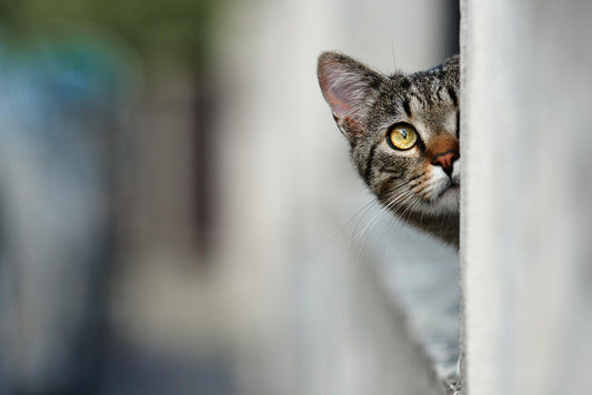Pay Attention to Your Cat’s Sixth Sense Intuition!