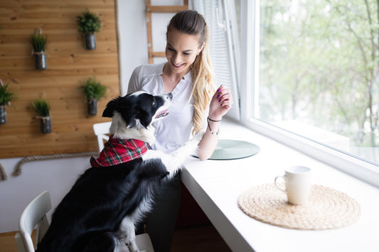 6 Mistakes to Avoid as a New Pet Parent