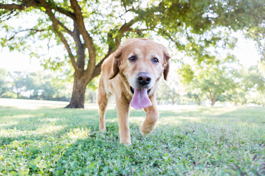 Watch Out for These 7 Signs of Asthma in Dogs