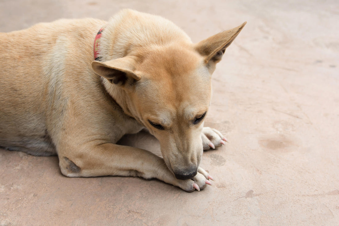 Watch Out for Hot Spots on Your Dog
