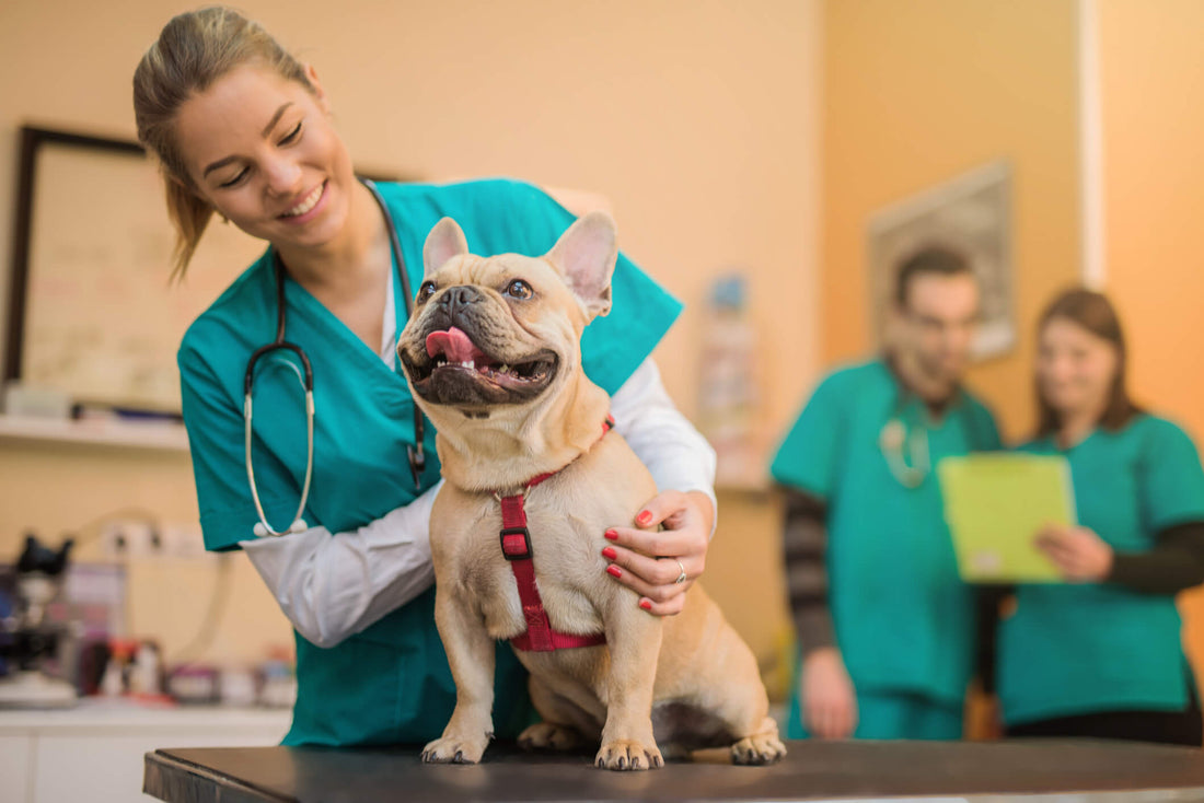 How to Prepare for a Vet Appointment During a Crisis