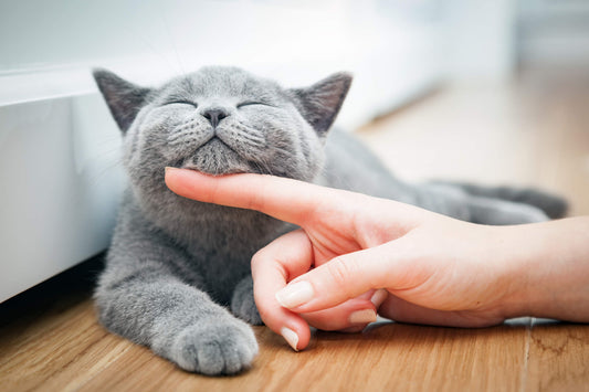 How Can You Tell if Your Cat Is Happy?