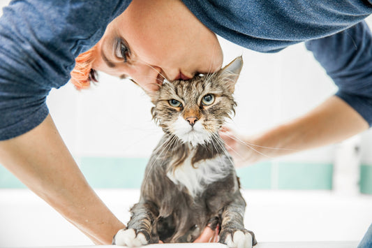Can I Give My Cat a Bath to Help Soothe its Allergies?