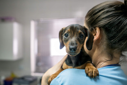 Can Dogs Get Cold Sores?