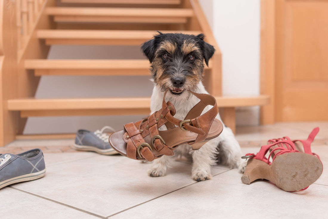 How Do I Stop My Dog from Eating Things It Shouldn't?