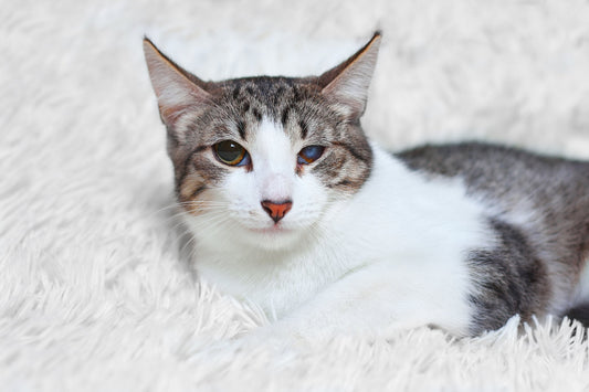 If Your Cat Has a Leaky Eye, It May Have Suffered an Injury