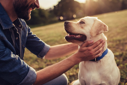 Why It's So Important to Keep Your Pup's Immune System in Good Shape