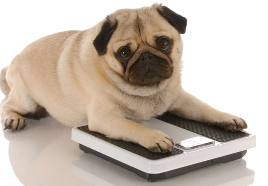 Hypothyroidism Could be Packing the Pounds on Your Senior Dog