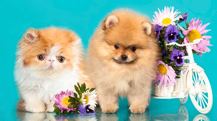 7 Spring Cleaning Tips for your Pet's Health