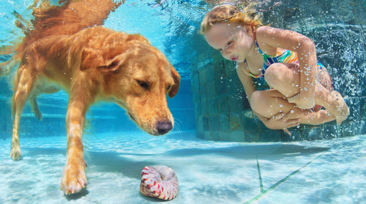 Outdoor dangers for your pet: Heat stress, dog parks and poisoning