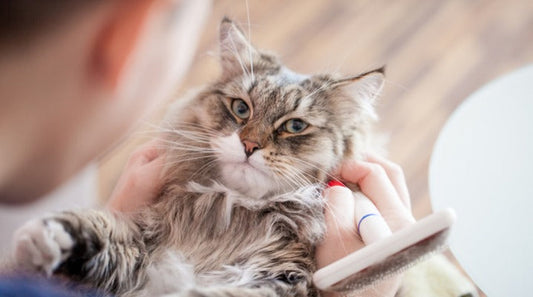 Hairballs: Hazardous or Harmful for Your Cat?