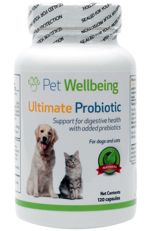Helping Maltese with intractable itch and Canine Allergies