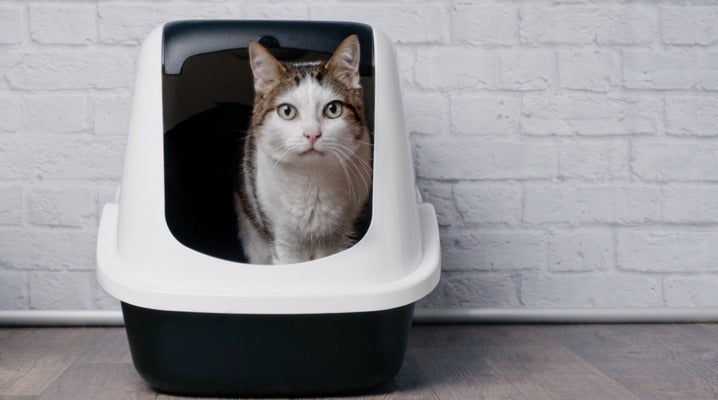 How to Help Your Cat Overcome Constipation