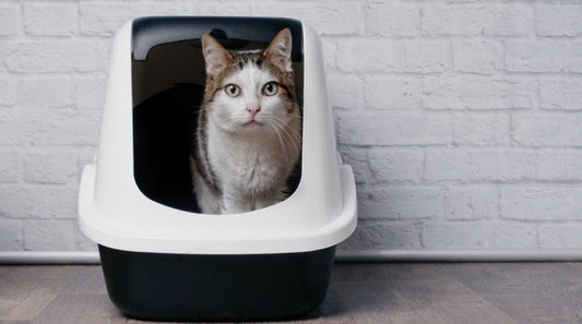 How to Help Your Cat Overcome Constipation
