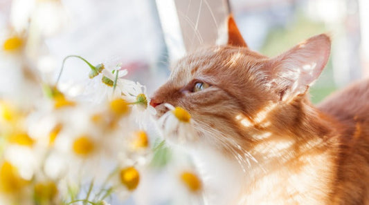 Why Does Your Cat Leave Its Mouth Open While Sniffing?