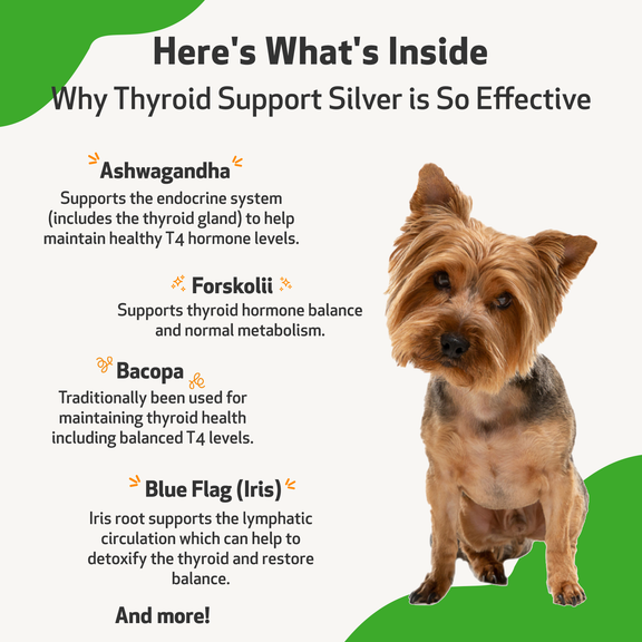 Stunning Iga Deficiency Dog Food For Thyroid image