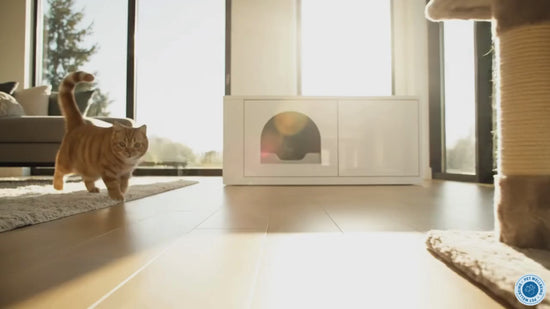 Urinary Gold; for Cats managing urinary tract infections, Improves immune function support, balances pH levels, and modulates bathroom frequency 